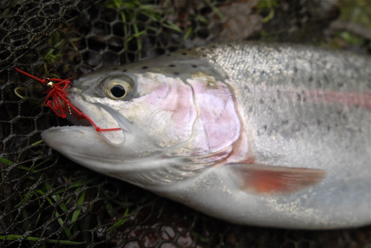 A Bellbrook Trout on a Blood Worm by Dom Garnet