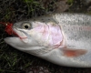 A Bellbrook Trout on a Blood Worm by Dom Garnet