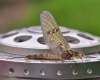 A Bellbrook Mayfly by Dom Garnet