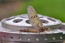 A Bellbrook Mayfly by Dom Garnet